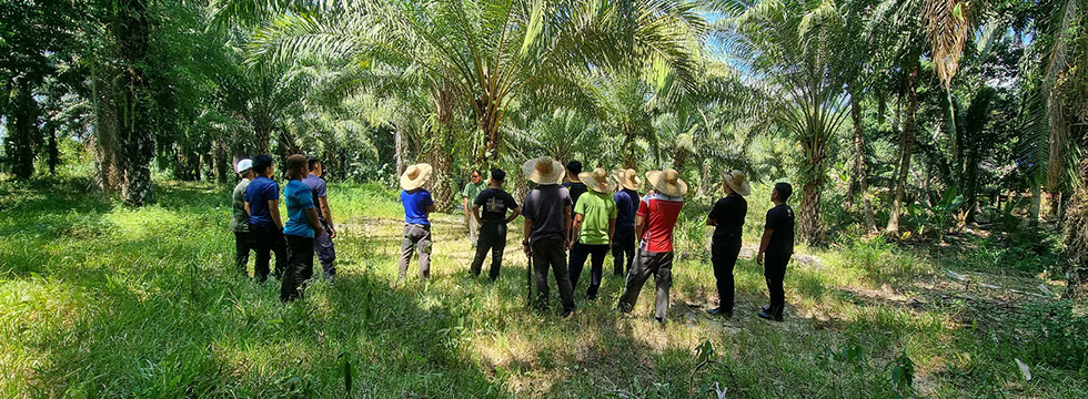 BATCH 23 OIL PALM PLANTATION EXTERNAL PRACTICAL EXPOSURE
